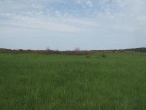 409 tall grasslands with ticks