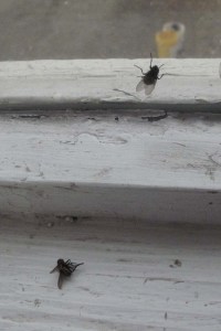 Cluster flies waking up and finding themselves trapped by the window