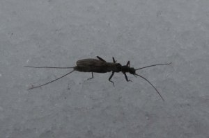Winter stonefly on the snow