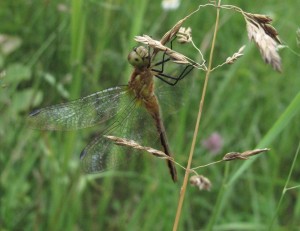 Figure 1: Some of the dragonflies seen in Yzerinac pond                                              (from top: Libellula luctuosa, Erythemis simplicicollis, Celithemis elisa and a young Sympetrum obtrusum) 