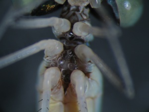 Fig. 3 Resisted mites on Nehalennia gracilis. You can see the circular outlines between the legs (there are 8 mites on this individual). 