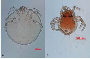 Fig. 5 Slide mounted mites. On the right, the engorged (happy) mite from Nehalennia Irene. On the left, the resisted (dead) mite of Nehalennia gracilis. Notice the size difference and the darker color of the mite and the really dark spots (the melanin) around the head region.  