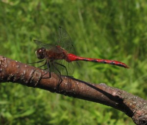 Sympetrum obstrusum. The more widespread of the two Sympetrum dragonflies