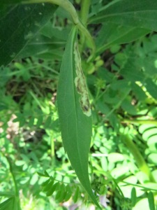 Fig. 2 A leaf mine on a Solidago gigantea leaf