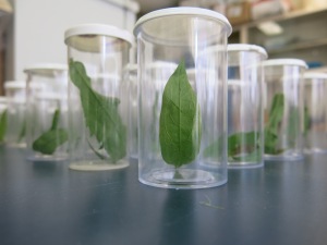 Fig. 5 Rearing leafminers from Solidago leaves.  