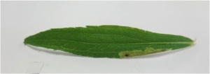 Fig. 3 Calycomyza sp. fly leaf miner on a Solidago gigantea