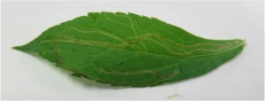 Fig. 2 Ophiomyia sp. fly leaf miner of a Solidago rugosa