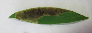 Nemorimyza posticata fly leaf miner in Solidago altissima