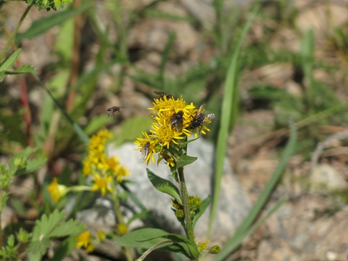 Pic 2: Solidago multiradiata being pollinated by flies. 